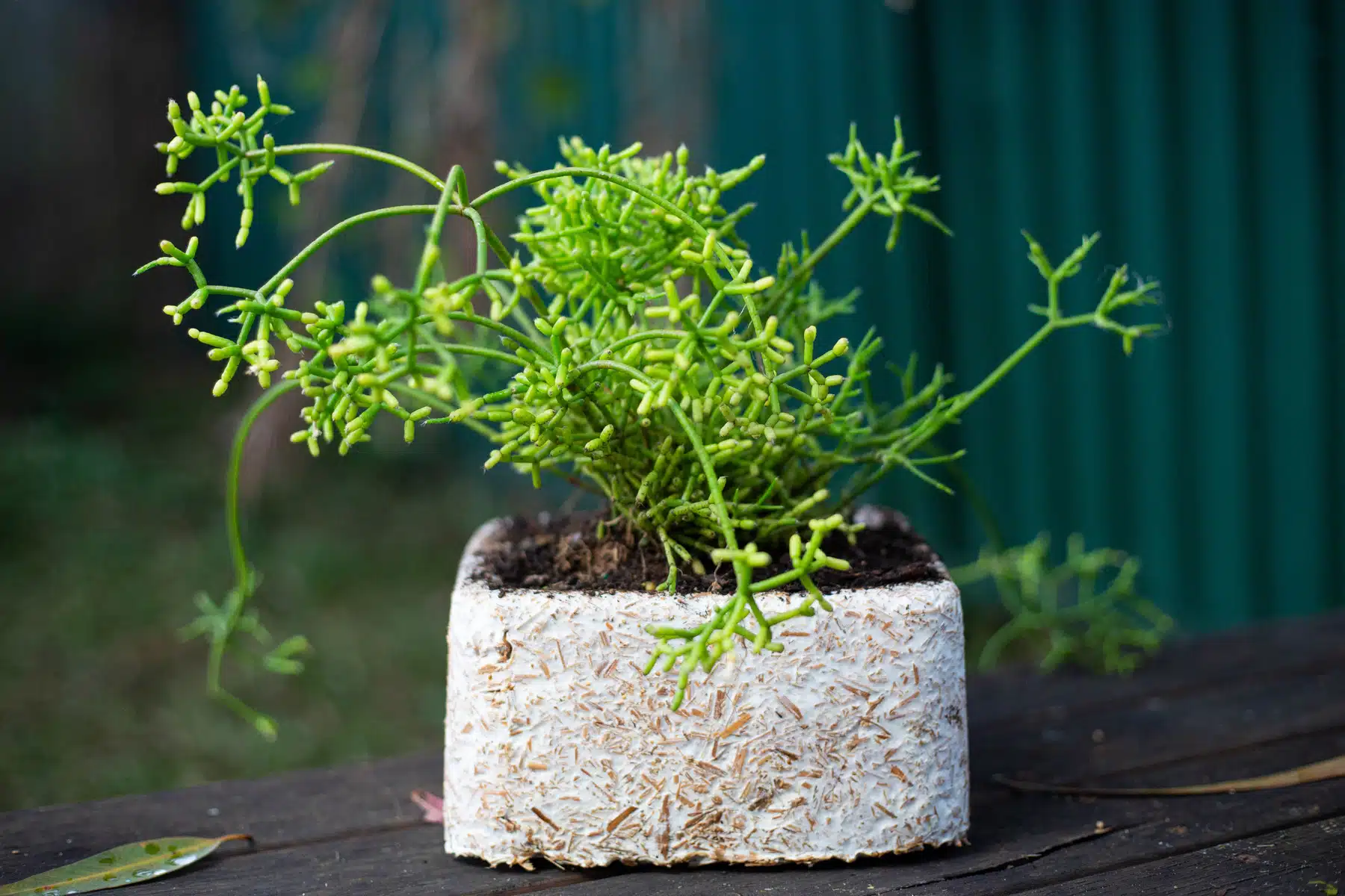 A green succulent grows in a white, rectangular Mycelium Mold Growth Form - Plant Pot Heavy Duty (Reusable), resting on a dark wooden surface.