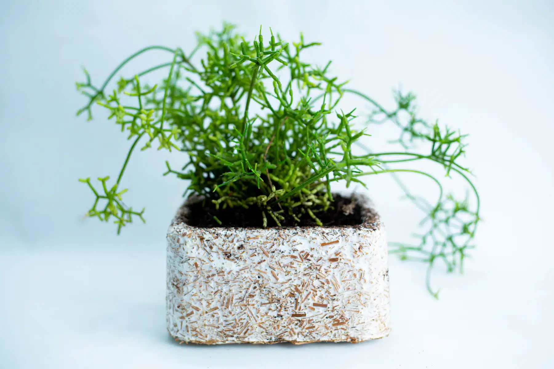 Green succulent in a square, white textured pot—showcasing the innovative Mycelium Mold Growth Form - Plant Pot Heavy Duty (Reusable)—set against a plain light background.