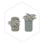 Growing in a mushroom-kit