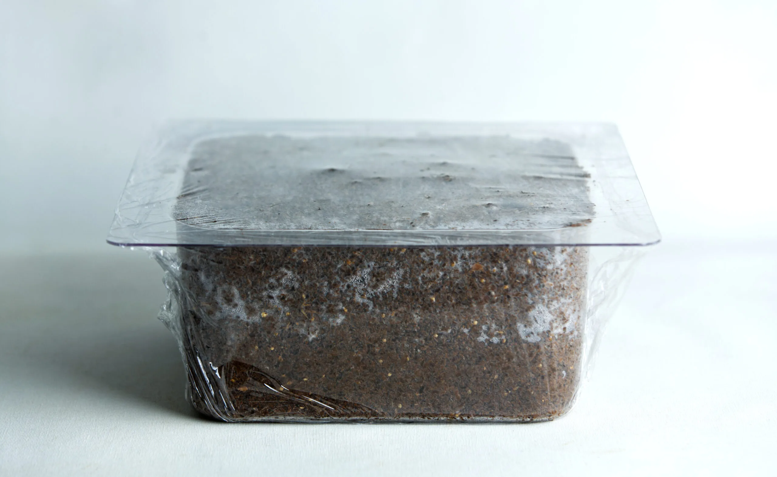 Sawdust and bran growth in plant pot mold