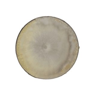 Brown Shimejii Colonised mushroom on agar plates after one month