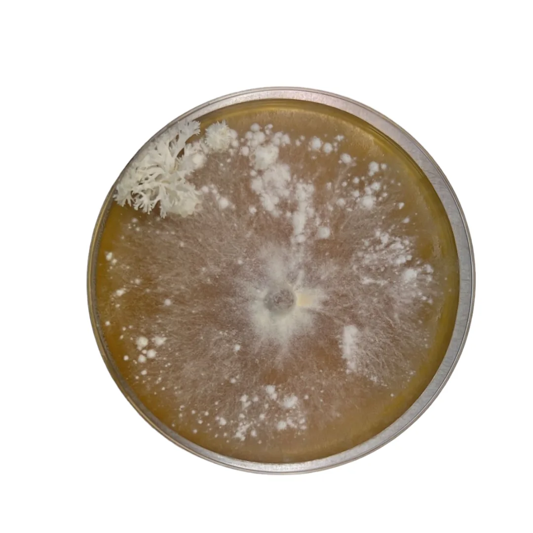 Lions Mane Heat Tolerant Colonised mushroom on agar plates after one month