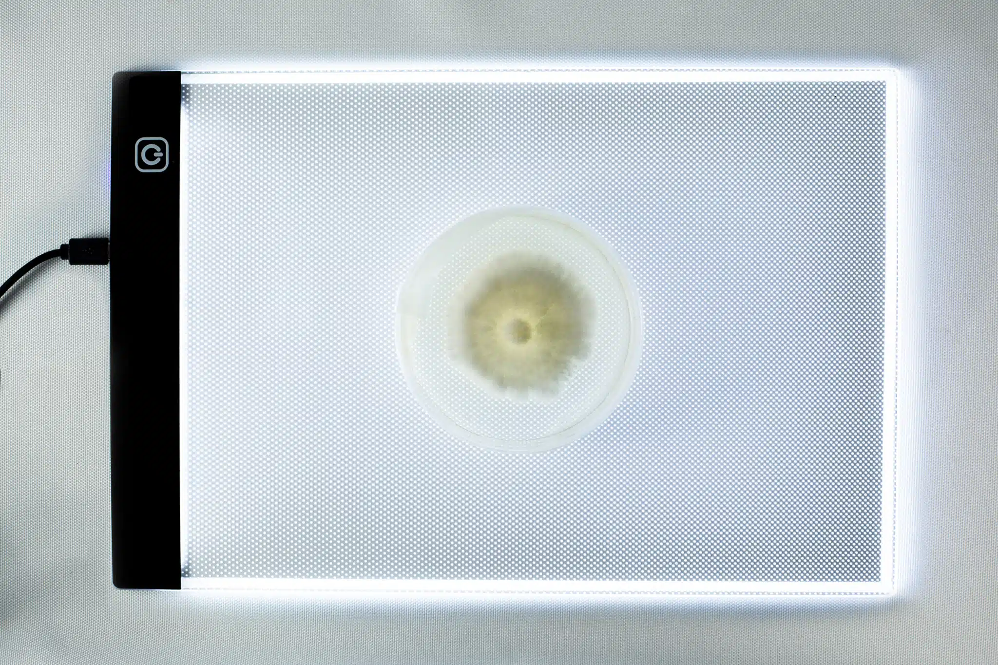 This photo shows a colonised agar plate on Rootlab's LED light pad.