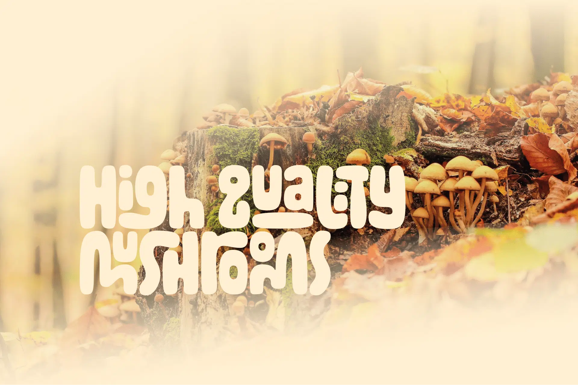 Cluster of mushrooms on a mossy log in autumn forest with Global Mushroom Supplies high quality mushrooms text overlay.