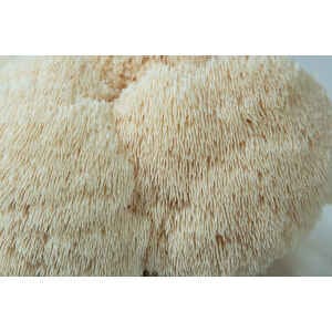 Lions Mane Beard