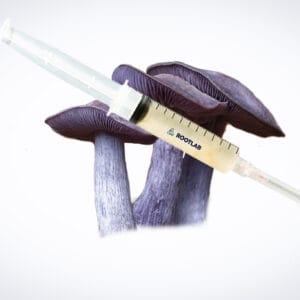 A syringe of Mushroom Liquid Culture | Wood Ear | Auricularia auricula-judae | Professional is displayed atop three purple mushrooms showing clear gills.