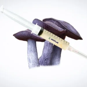 A syringe of Mushroom Liquid Culture | Wood Ear | Auricularia auricula-judae | Professional is displayed atop three purple mushrooms showing clear gills.