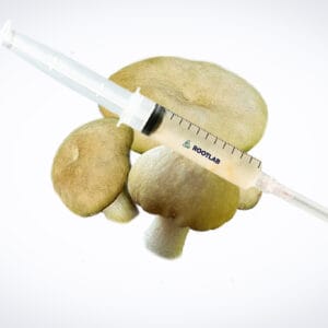 A syringe of Mushroom Liquid Culture | Wood Ear | Auricularia auricula-judae | Professional is placed on three Wood Ear mushrooms against a white background.