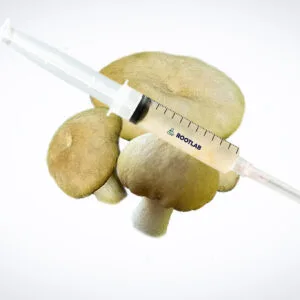 A syringe of Mushroom Liquid Culture | Wood Ear | Auricularia auricula-judae | Professional is placed on three Wood Ear mushrooms against a white background.