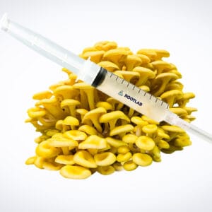 A Mushroom Liquid Culture | Yellow Oyster | Pleurotus citrinopileatus | Professional syringe rests on a cluster of yellow oyster mushrooms.