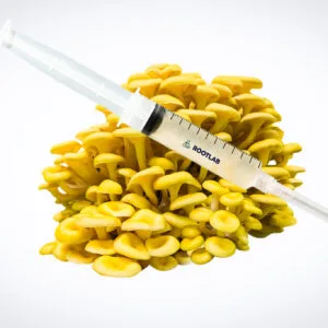 A Mushroom Liquid Culture | Yellow Oyster | Pleurotus citrinopileatus | Professional syringe rests on a cluster of yellow oyster mushrooms.