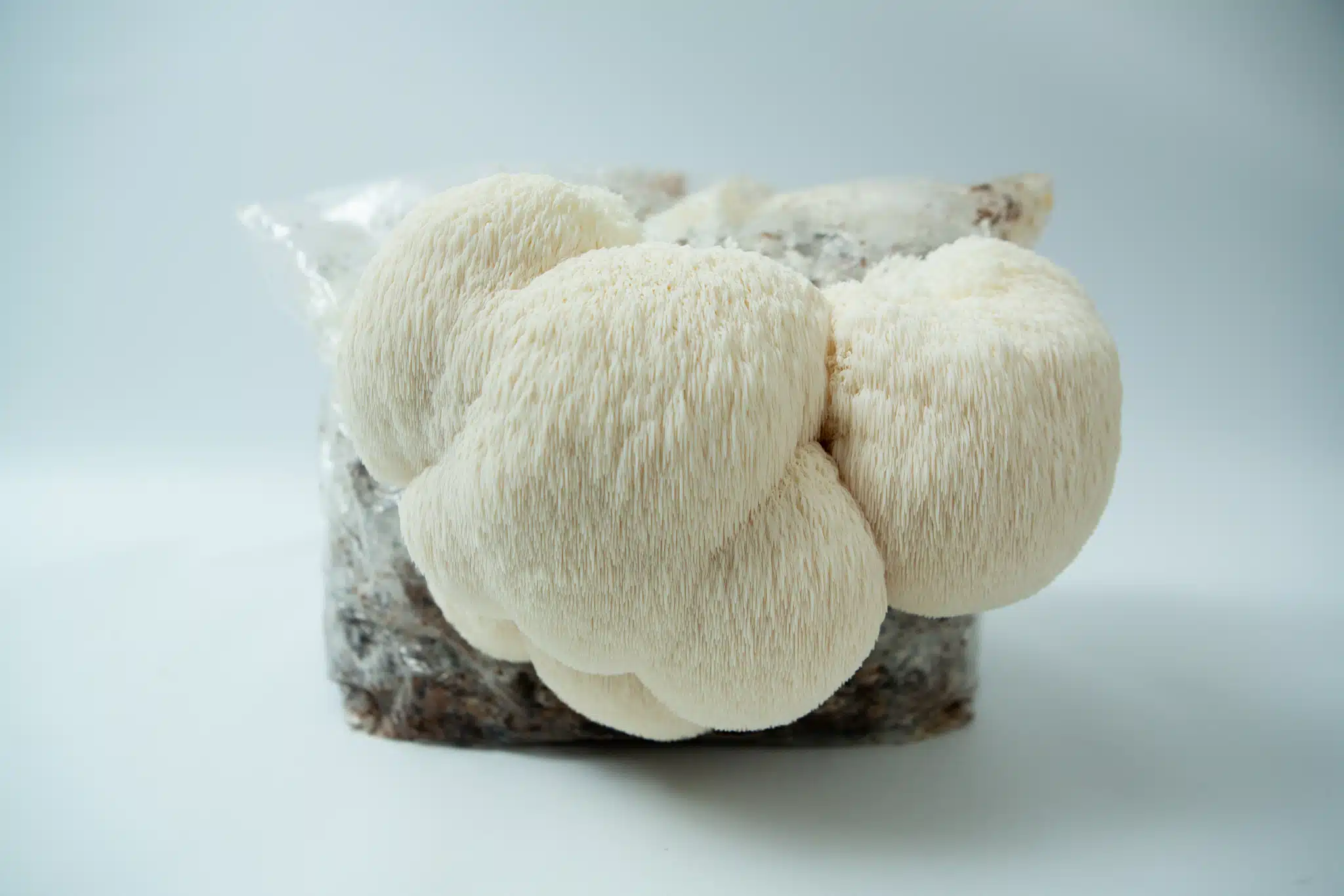 Lions mane Claw Heat Tolerant