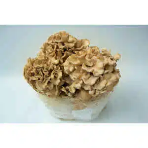Maitake