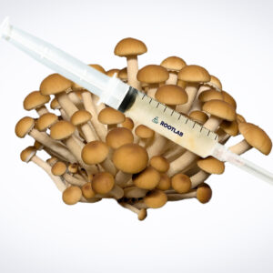The Mushroom Liquid Culture | Swordbelt | Cyclocybe aegerita | Professional syringe is displayed on a cluster of brown Cyclocybe aegerita mushrooms against a white background.