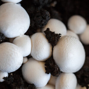 Close-up view of White Button mushrooms (Agaricus bisporus) grown from Mushroom Liquid Culture | White Button | Agaricus bisporus | Professional, flourishing in dark, moist soil.