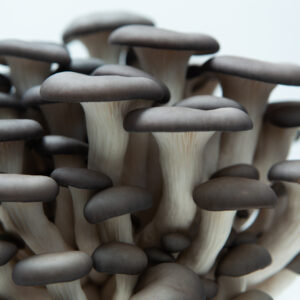 Close-up of a cluster of gray Blue Pearl Oyster mushrooms (Pleurotus ostreatus) with white stems against a plain, light background—just the inspiration you need to get started with our Mushroom Liquid Culture | Blue Pearl Oyster | Pleurotus ostreatus | Professional.