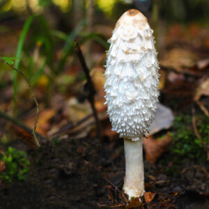 A Shaggy Mane mushroom (Coprinus comatus), like the ones cultivated from our Mushroom Liquid Culture | Shaggy Mane | Coprinus comatus | Professional, is growing on the forest floor surrounded by brown leaves and green moss.