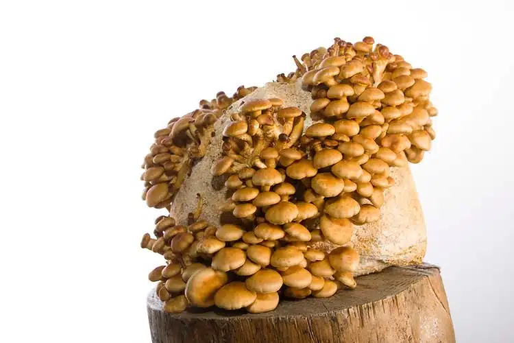 Nameko