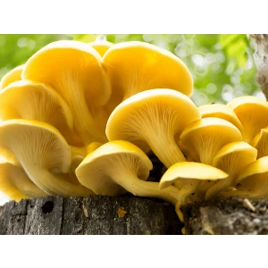 Yellow Oyster