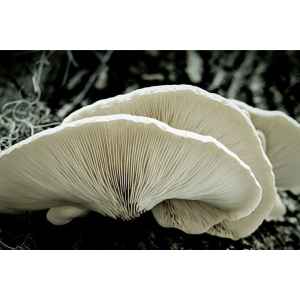 White Oyster