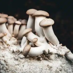 Giant King Oyster