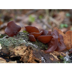 Wood Ear
