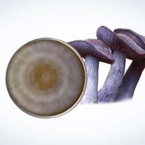 Three Golden Enoki mushrooms (Flammulina velutipes) beside a circular agar plate culture, showcasing distinctive concentric rings—a striking glimpse into fungal growth with this Colonized Mushroom Culture on Agar Plate.