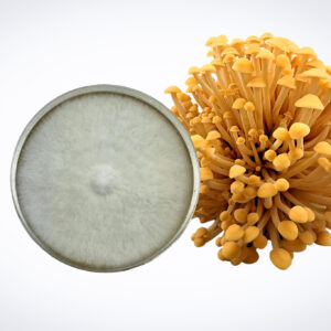 Colonized Mushroom Culture on Agar Plate: White fungal growth of Golden Enoki (Flammulina velutipes) displayed on agar, highlighting healthy mushroom culture.