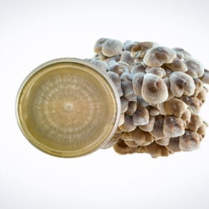 A cluster of Yellow Oyster mushrooms (Pleurotus citrinopileatus) is shown next to a Colonized Mushroom Culture on Agar Plate | Yellow Oyster | Pleurotus citrinopileatus displaying a circular growth pattern.