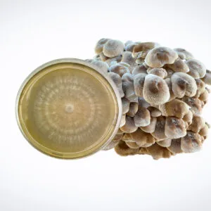 A cluster of Yellow Oyster mushrooms (Pleurotus citrinopileatus) is shown next to a Colonized Mushroom Culture on Agar Plate | Yellow Oyster | Pleurotus citrinopileatus displaying a circular growth pattern.