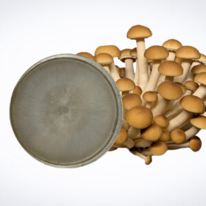 A cluster of brown mushrooms with a petri dish containing Colonized Mushroom Culture on Agar Plate | Golden Enoki (Flammulina velutipes) and mycelium in the foreground.