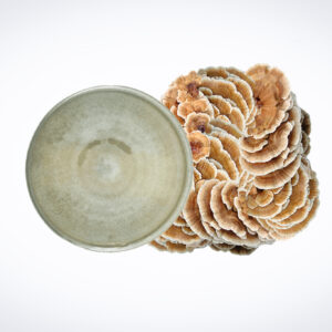 A Colonized Mushroom Culture on Agar Plate (Yellow Oyster, Pleurotus citrinopileatus) is displayed beside brown and white bracket fungi, illustrating mushroom cultivation methods on a white background.