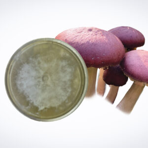 A Colonized Mushroom Culture on Agar Plate (Wine Cap | Stropharia rugoso-annulata) is displayed beside a cluster of reddish-purple Wine Cap mushrooms on a white background, illustrating mushroom cultivation.