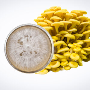 A cluster of Yellow Oyster mushrooms sits beside a Colonized Mushroom Culture on Agar Plate | Yellow Oyster | Pleurotus citrinopileatus, with white mycelium visible on the agar surface.
