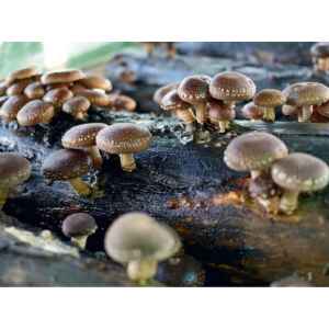 Australian-shiitake-for-mushroom-growing-liquid-culture-fully-colonised_603x384