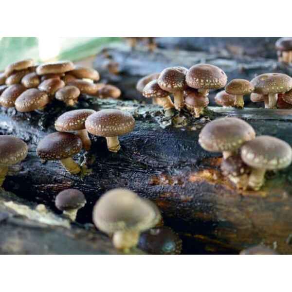 Australian-shiitake-for-mushroom-growing-liquid-culture-fully-colonised_603x384