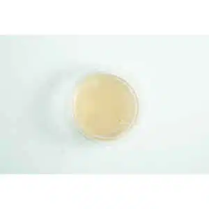 Biodegradabe Agar cup single up