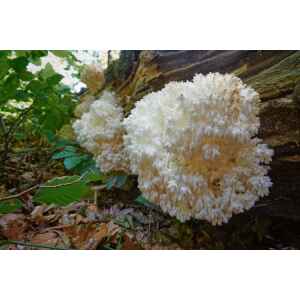 White Lion’s Mane mushrooms growing on a fallen log in a forest, surrounded by leaves and green foliage.