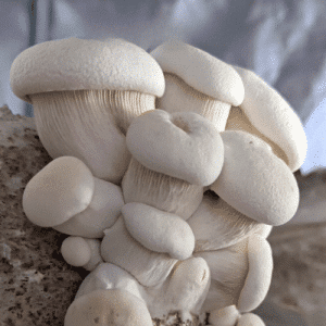 Elf-Mushroom