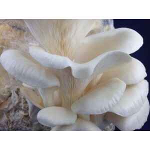 Elm-oyster-hypsizygus-ulmarious-ome-grown-australia-mycology-rootlab-mushroom
