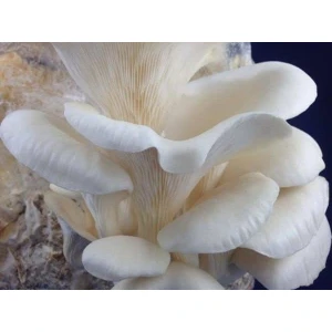 Elm-oyster-hypsizygus-ulmarious-ome-grown-australia-mycology-rootlab-mushroom