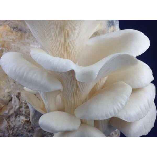 Elm-oyster-hypsizygus-ulmarious-ome-grown-australia-mycology-rootlab-mushroom