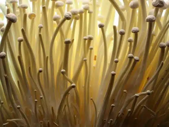 Enoki-flemmulina-velutipes-home-grown-australia-mycology-rootlab-mushroom
