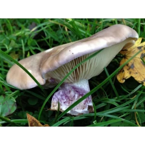 Mushroom Liquid Culture | Field Blewit | Lepista nuda | Professional