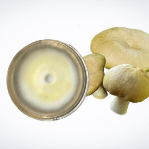 A Colonized Mushroom Culture on Agar Plate features Golden Enoki (Flammulina velutipes) with white mold and three pale mushrooms, displayed on a white background.