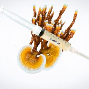 A syringe on top of yellow oyster mushrooms (Pleurotus citrinopileatus) and a Colonized Mushroom Culture on Agar Plate, set against a white background.