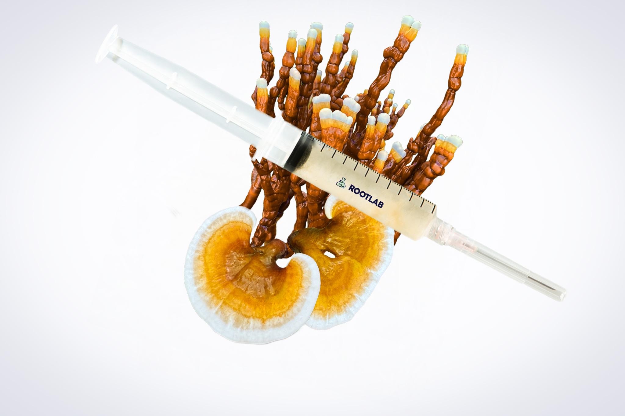 A syringe on top of yellow oyster mushrooms (Pleurotus citrinopileatus) and a Colonized Mushroom Culture on Agar Plate, set against a white background.
