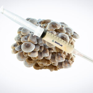 A Colonized Mushroom Culture on Agar Plate (Yellow Oyster | Pleurotus citrinopileatus) is shown alongside a liquid-filled syringe on fresh mushrooms, illustrating essential tools for growing Yellow Oysters.