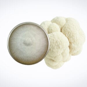Colonized Mushroom Culture on Agar Plate | Yellow Oyster (Pleurotus citrinopileatus) shown beside a lion’s mane mushroom on a white background.
