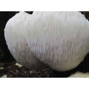 Lions-beard-hericium-erinacious-